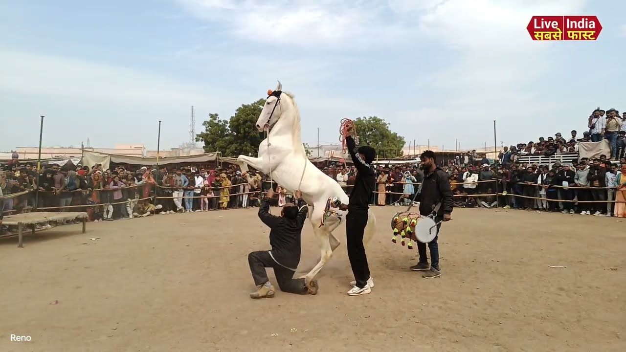 इंडिया में मचा रही धूम ।।पाकिस्तान ट्रेंड वाला डांस करती ये घोड़ी 😲🐎