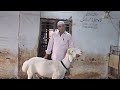 Lalu seth ka indonesian dumba show and sheep collection in bhiwandi  the dumba king