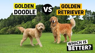 Golden Retriever vs Golden Doodle: Which is Better?