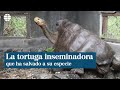 Diego, la tortuga inseminadora que ha salvado la especie