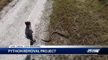 Scientists using new method to attract invasive snakes in Everglades
