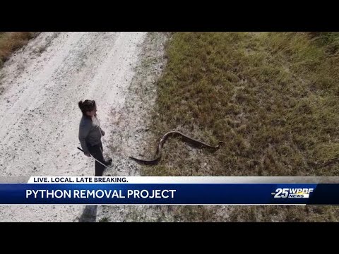 Scientists using new method to attract invasive snakes in Everglades