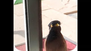 Mynah bird making different sounds 🐦😍 @abhijitnair08