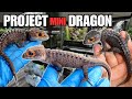 MAJOR UPDATE! I MADE A CROCODILE SKINK DISCOVERY! + REALLY BAD NEWS | PROJECT MINI DRAGON