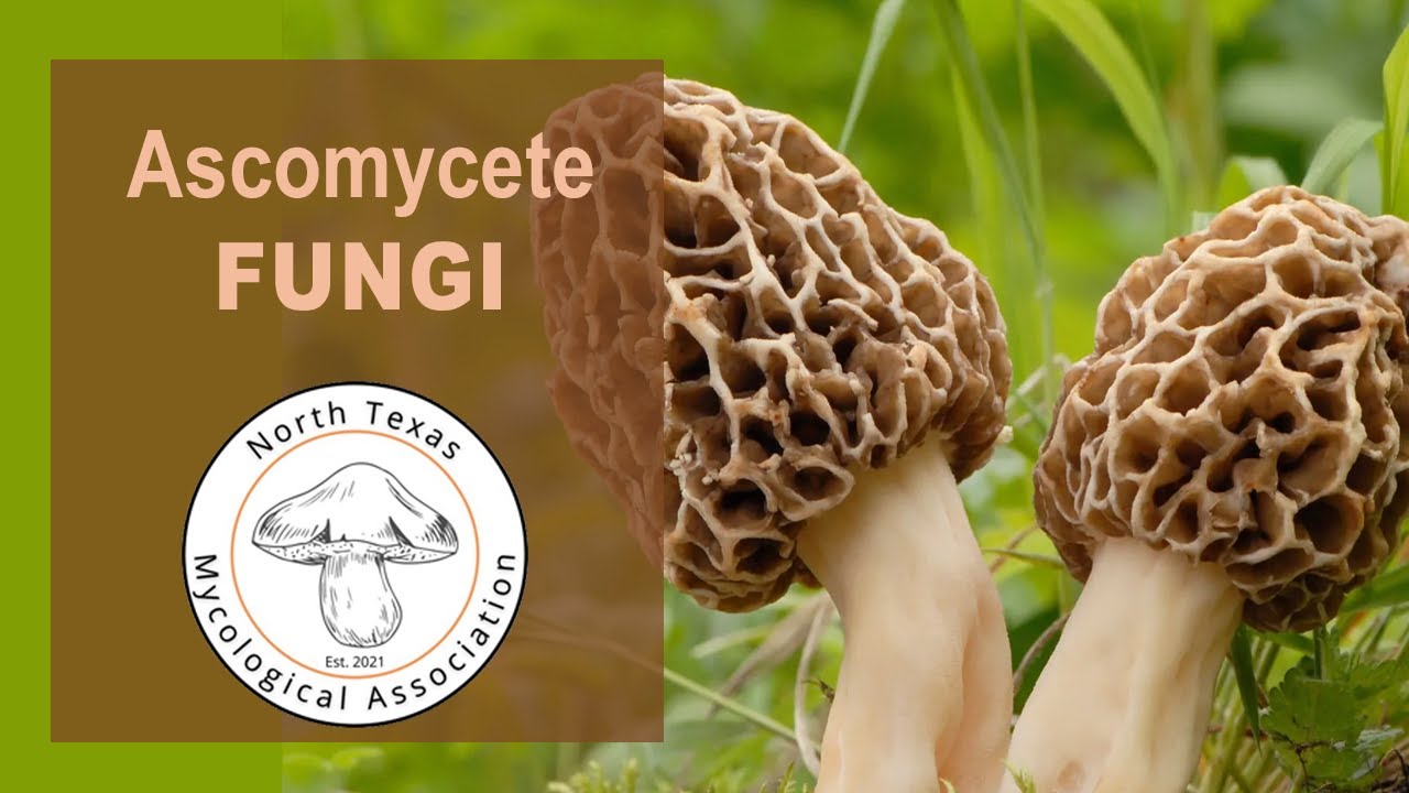 For the Love of Ascomycetes by Michael Beug