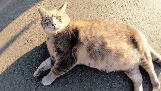 丸々と太った灰色猫がお腹を見せて甘えてきた