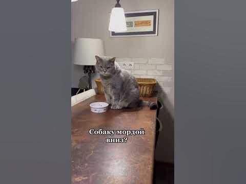 КотоЙога😻 - YouTube