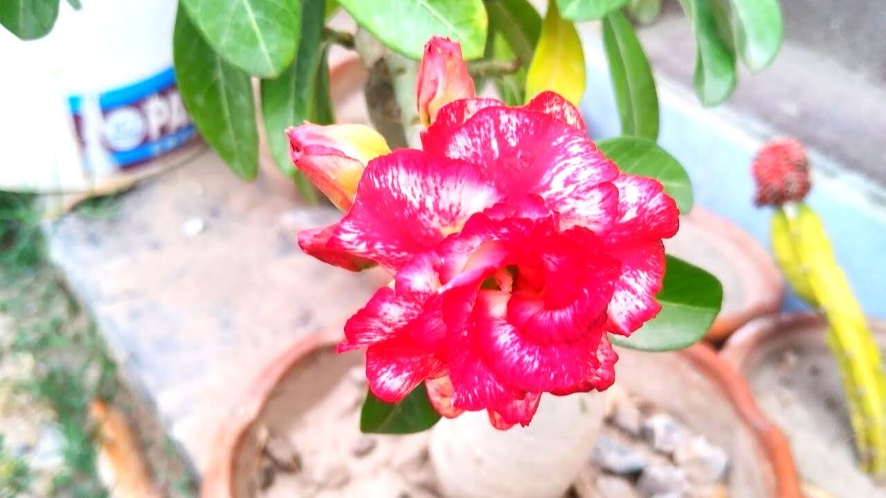 How to Care and Grow Adenium Plant in Pots YouTube
