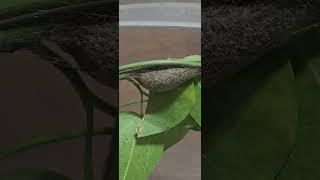 Meet the Asp Caterpillar en Pupae
Meet the Asp Caterpillar en Pupae Meet the Asp Caterpillar en Pupae