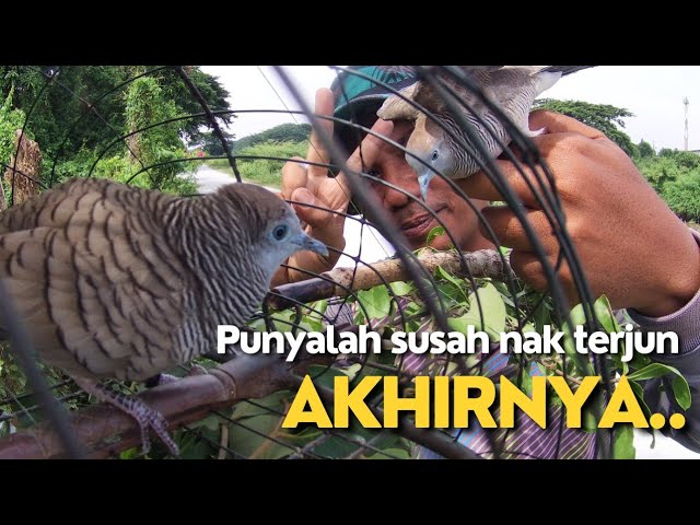 Merbok kampung : Punya lah susah kau nak terjun..Akhirnya terjun juga. class=