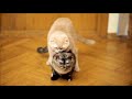 NEW Cats mating videos - Cats mate - Animal mating videos