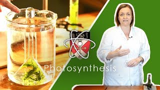 Rates Of Photosynthesis - GCSE Science Required Practical