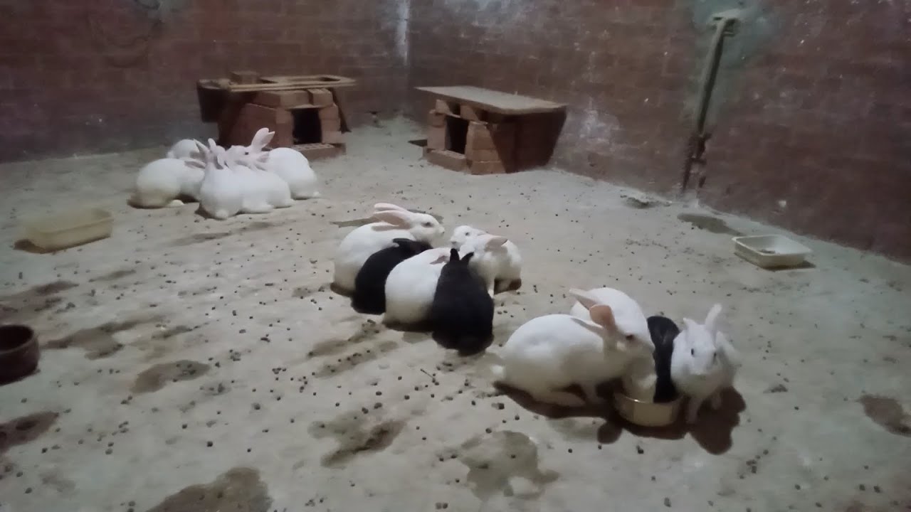 علاج الانتفاخ  عند الارانب بالاعشاب | اكتشف السر!