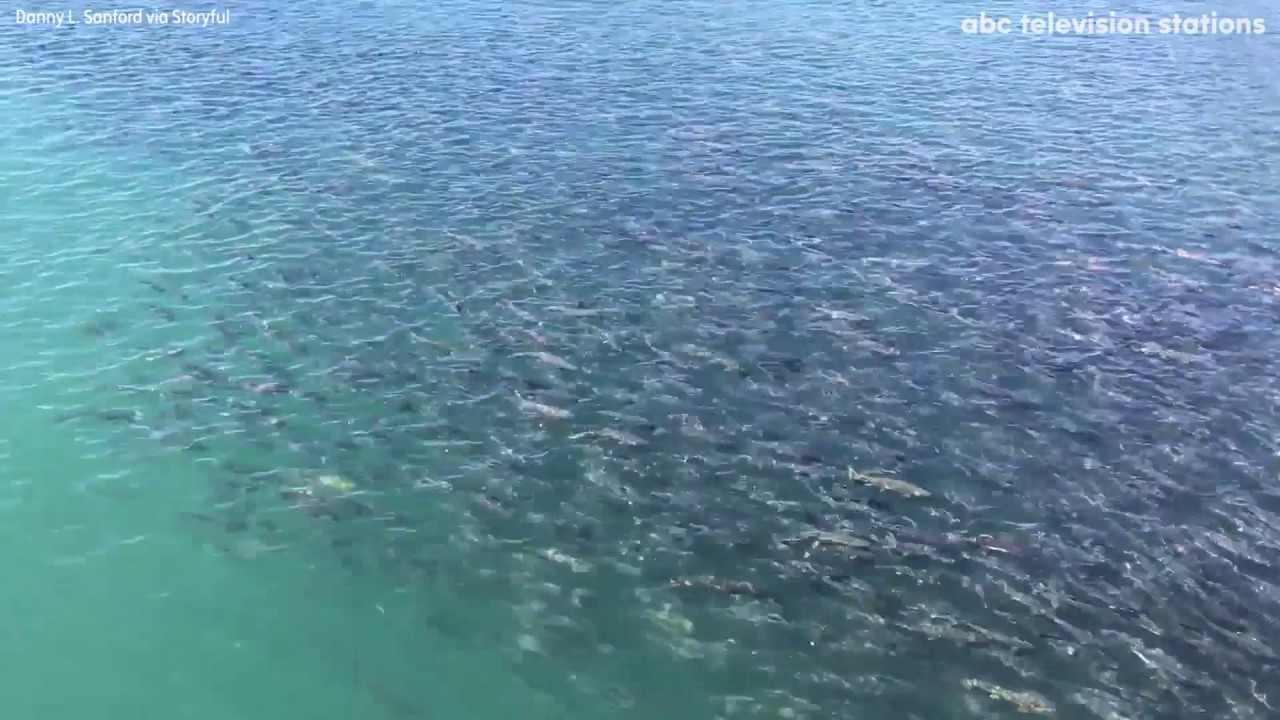 Drone captures mesmerizing footage of salmon run