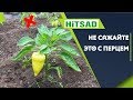 Что посадить рядом с Перцем ✔️ Что НЕЛЬЗЯ сажать с перцем ✖️