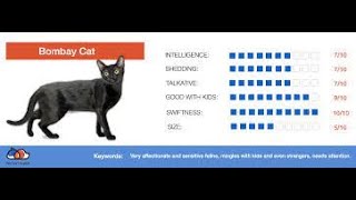 Top 10 Purr fect Facts About Bombay Cats by puspusmeowmeow 81 views 1 month ago 1 minute, 18 seconds