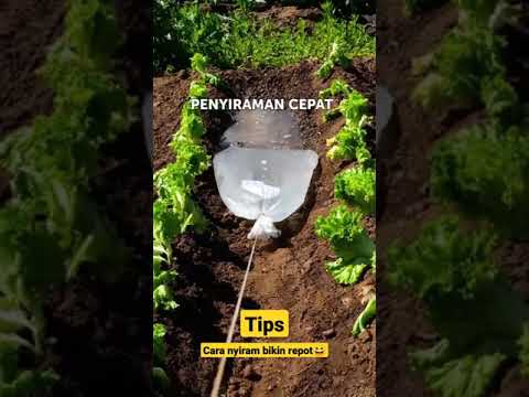 Video: Bila hendak menyiram tanaman pasu?