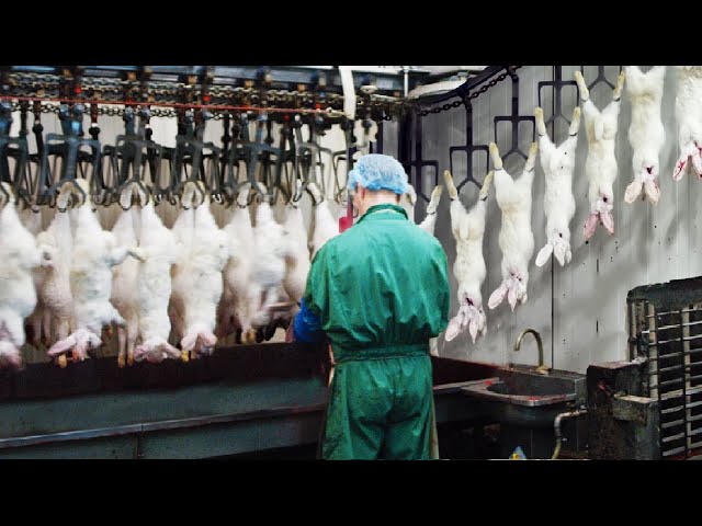 Modern Rabbit Farming and Harvest Technology 🐇- Rabbit meat processing in Factory - Rabbit Industry class=