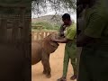 Rescued baby elephants feeding