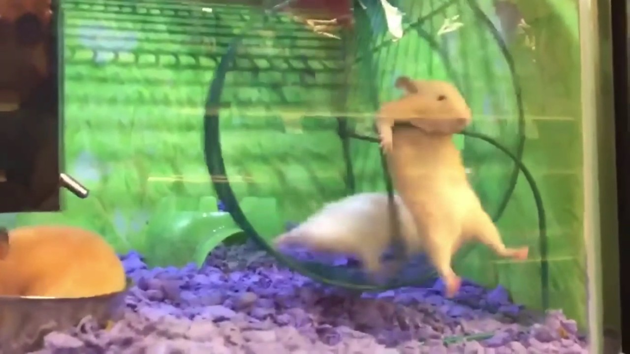 Hamster Has Epic Fail on Running Wheel YouTube