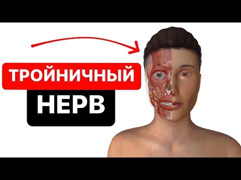 Тройничный нерв. Как выглядит и где располагается тройничный нерв? 3D Анатомия лица и головы
