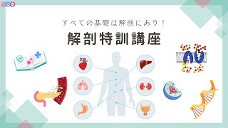 解剖特訓講座 | 【公式】看護国試専門予備校 さわ研究所