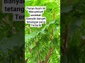 Buah rajin berbuah #shorts #buah