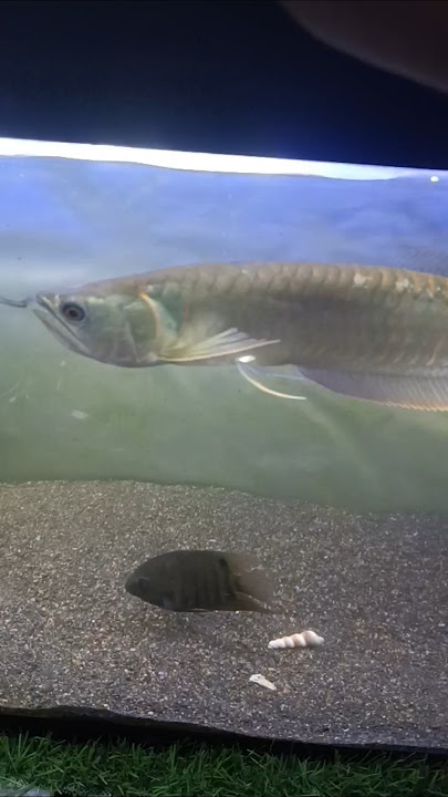 arowana fish tank monster arowana #youtube #fish #song