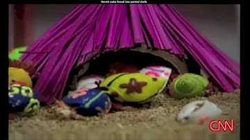 The Dangers of Painted Hermit Crab Shells