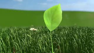 Growing Tree on a Hill (HQ 1080p 3D Animation)