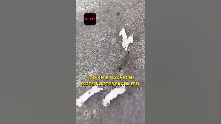 Котёнок С СЮРПРИЗОМ 🤭 | #NAZANOS #viral #shorts