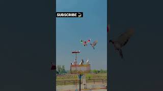 Kabutar Bazi Ikk Shok Kabutar Bazi Da