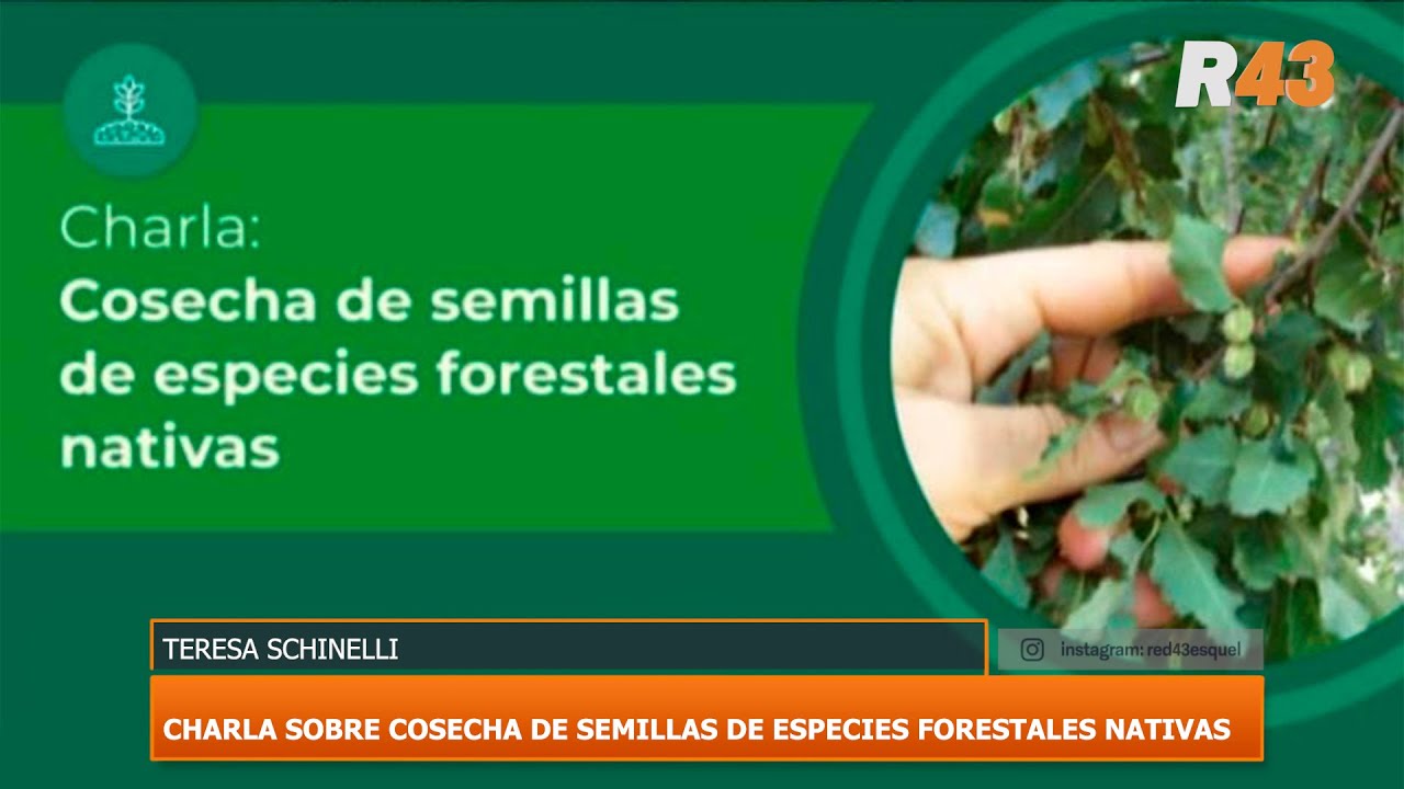 CHARLA SOBRE COSECHA DE SEMILLAS DE ESPECIES FORESTALES NATIVAS - YouTube