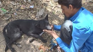 Beloved street dog before and after: rescued from road accident.