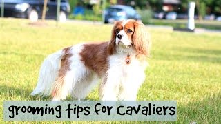 Grooming Tips for Cavalier King Charles | Herky & Milton the Cavaliers | Dogs & Puppies