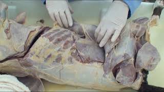 Walls Of The Abdomen Dissection Video Dog