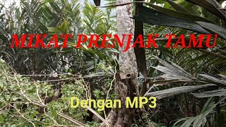 pikat/Mikat prenjak tamu gacor, dari kebun salak seru dengan mp3