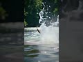 Peces Saltan en el Rio. Crónicas del Reino Animal. #peces #saltando