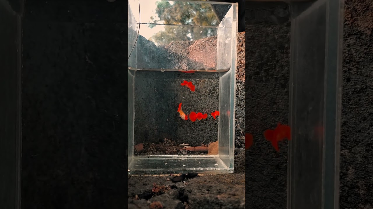 red ear koi ❤️🙌 