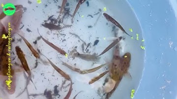 Mô hình nuôi cá lòng tong kết hợp cá bống tượng vỗ béo, lấy ngắn nuôi dài hiệu quả