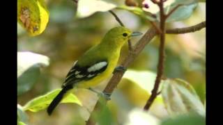 Suara Burung Cipoh