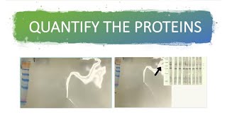 📊 WESTERN BLOT ANALYSIS using ImageJ Software// Non-NIH method | RESULTS AND INTERPRETATION