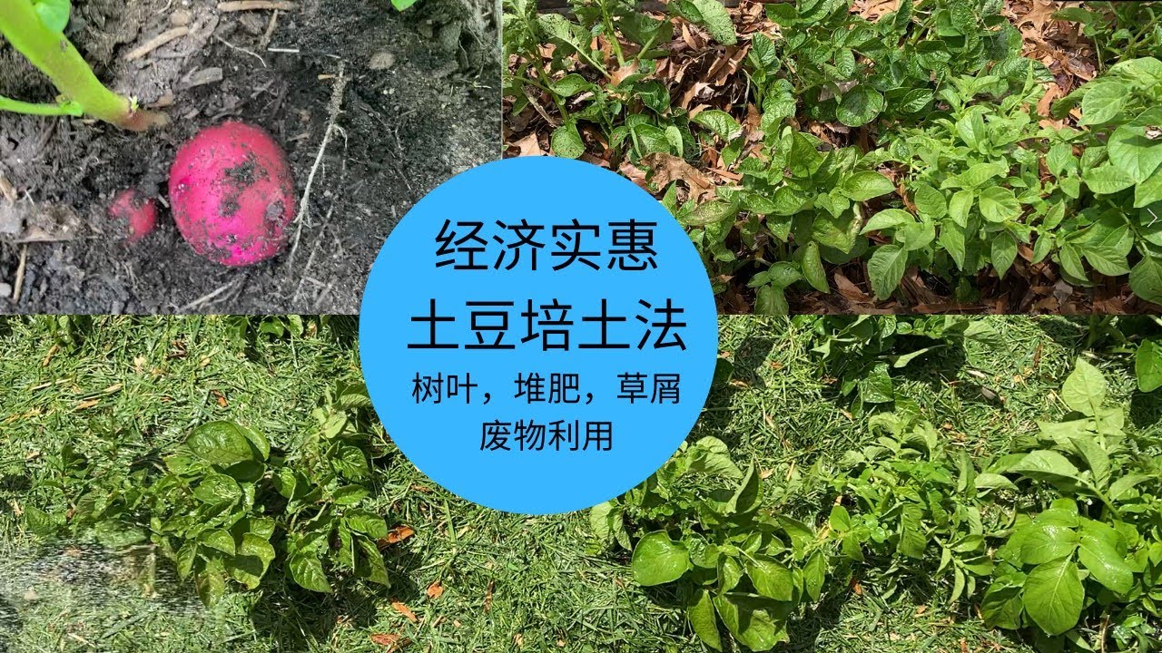 经济实用的土豆培土法 One Cheap Way To Hill The Potatos Youtube