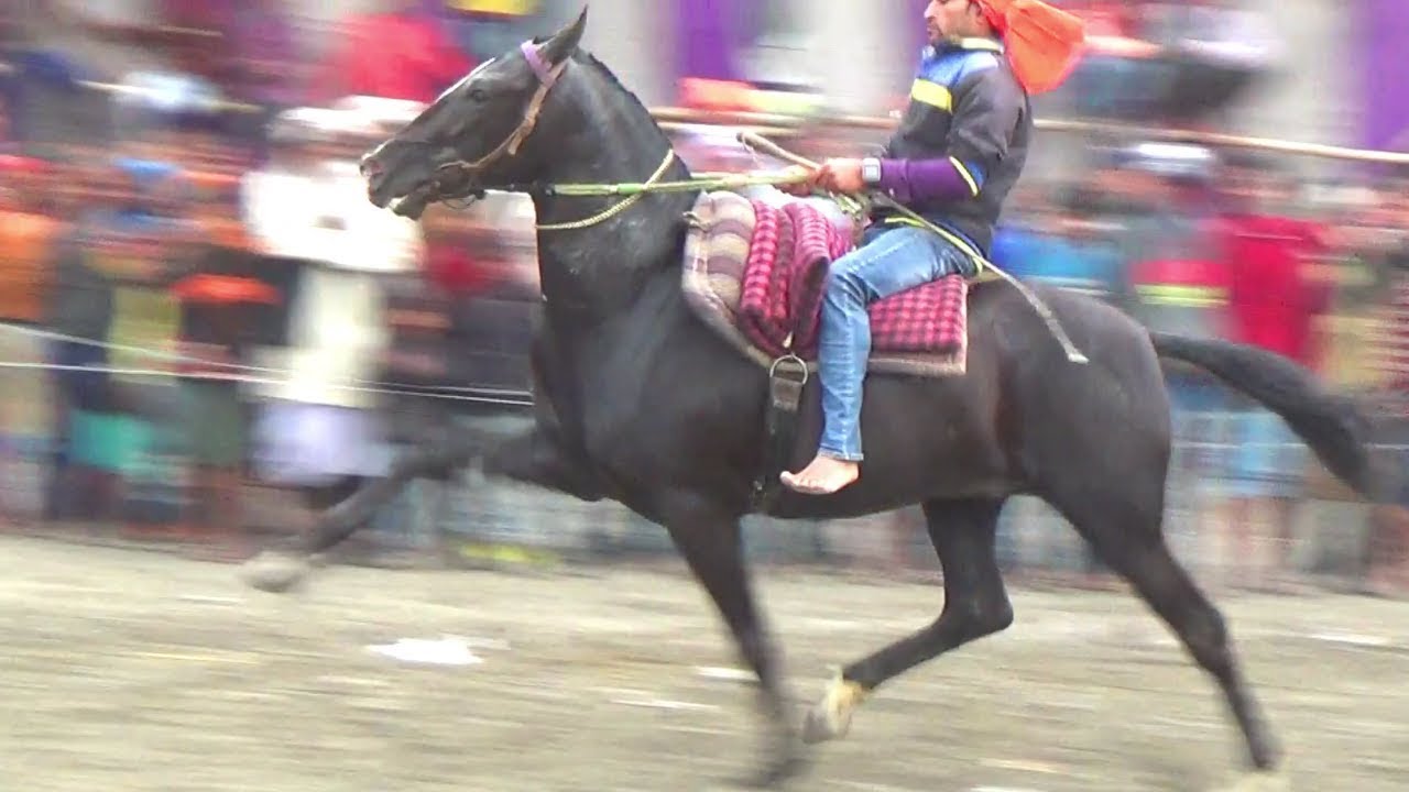 PACER HORSE PERFORMING AT HORSE SHOW PRAVEEN MUKHIYA HORSE YouTube