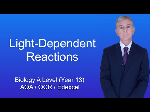 A Level Biology Revision The Light-Dependent Reactions