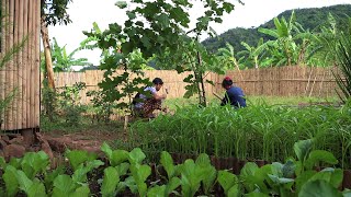 Green living: Cultivation and care of vegetable gardens and Cook shrimp tasty for dinner in my home