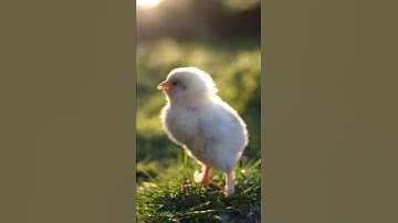Thumbnail of Baby Chicks Chirping 🐥 ASMR  🐣