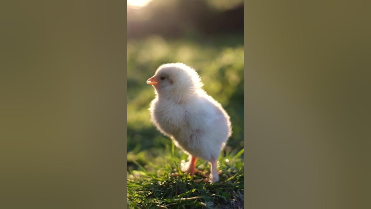 Baby Chicks Chirping 🐥 ASMR  🐣