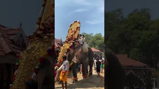 Ulsavam Koorkkencherry Temple #ulsavam #elephant #koorkkenchery #thrissur