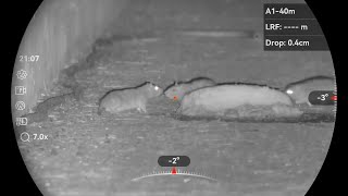 RAT SHOOTING || MASSIVE INFESTATION ON THE FARM